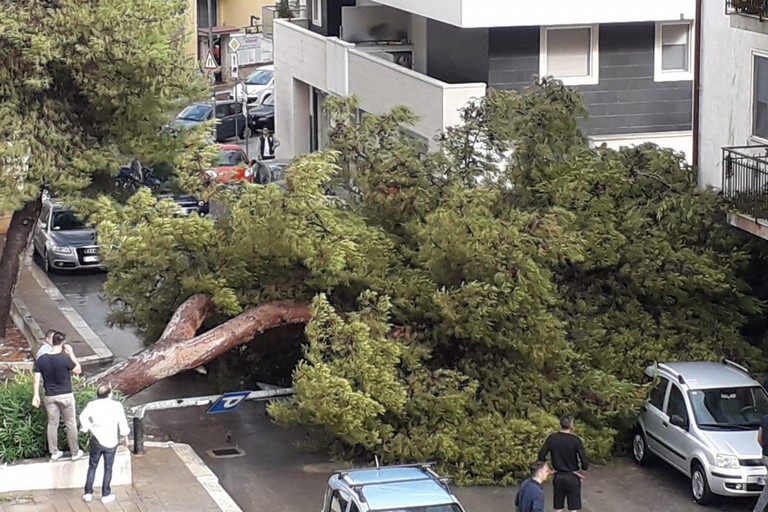 cade albero in via delle Querce