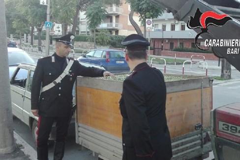 Carabinieri contro i furti di olive