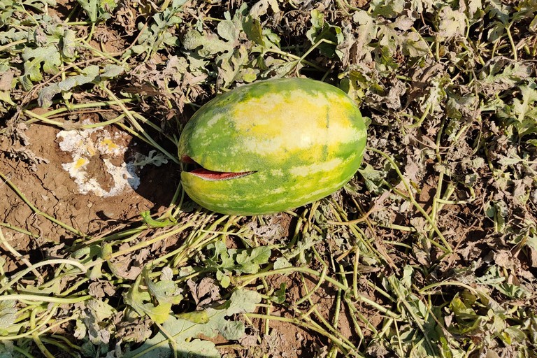 Caldo intenso: angurie cotte dal sole marciscono nei campi
