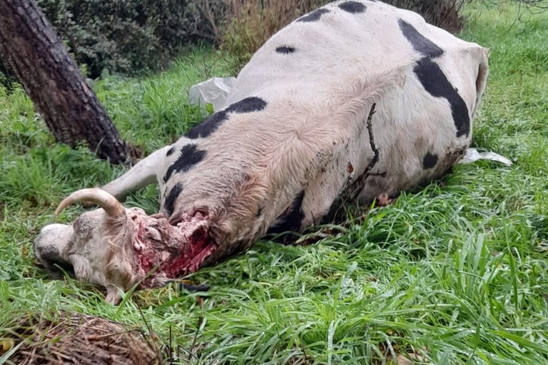 attacchi di lupi e cani inselvatichiti