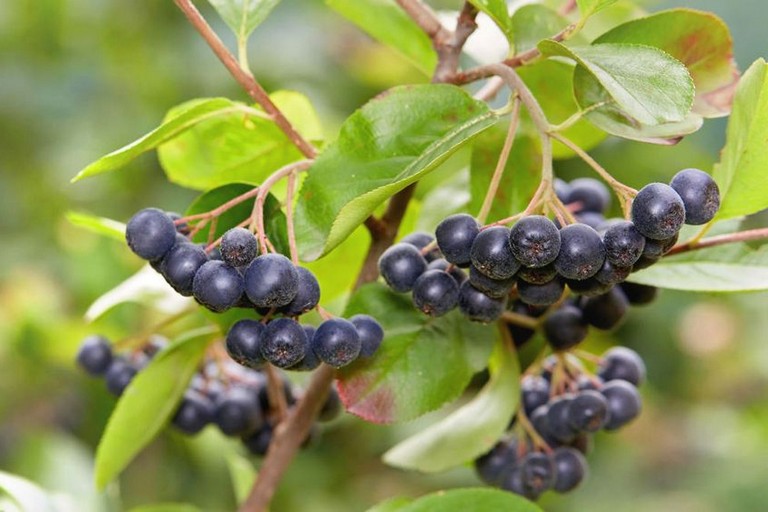 bacche di aronia