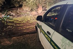 Quattro quintali di olive recuperati dalle Guardie campestri