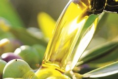 Predoni dell'oro verde in azione: paura tra gli operatori della filiera dell'olio d'oliva