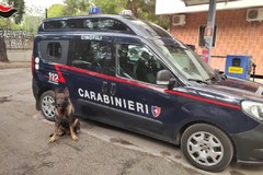 Controlli dei Carabinieri di Andria anche con l'ausilio del nucleo cinofili