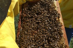 API: Salvaguardare quasi 32mila alveari e 13mila sciami in Puglia è una necessità ambientale