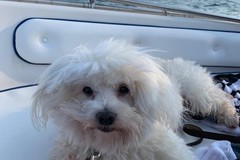 Rommy un cane maltese rapito questa mattina: denuncia alla Polizia di Stato