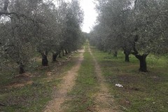 Quasi 1200 gli ettari ISMEA in vendita in Puglia: 170 solo nella Bat