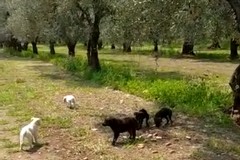 L’Associazione “Amici Magù” onlus segnala in via Corato la presenza di sei cuccioli con a seguito la mamma