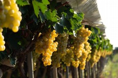 Forte preoccupazione per il futuro del comparto vitivinicolo Made in Italy