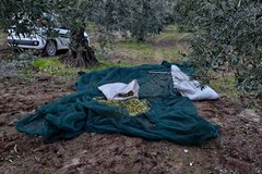 Ultimi scampoli della campagna olivicola ad Andria, altri furti sventati dalle Guardie Campestri