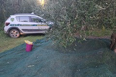 Altro tentativo di furto di olive sventato ad Andria: Guardie Campestri in azione a contrada Capoposta