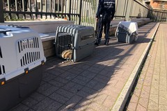 Cani randagi messi al sicuro da un intervento del Servizio Veterinario della Asl Bt e della Polizia Locale