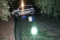 Sventato furto di olive ad opera delle Guardie Campestri di Andria in contrada San Martino