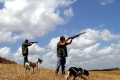 Caccia e difesa dell'ambiente: "Aumentare le zone nell'agro di Andria per il ripopolamento della lepre"