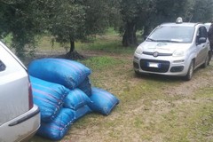 Furti d'olive: effettuati due fermi e sequestrata un' autovettura in contrada Arnieci