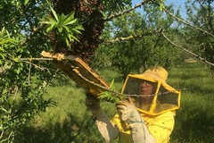 I piccoli agricoltori sono lo zoccolo duro dell’agricoltura pugliese