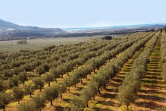 "Quale futuro per l’agricoltura pugliese": ad Andria un convegno sulla crisi olivicola