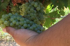 Inizia la vendemmia in Puglia, con lieve calo del 5% nelle province di Bari e Bat