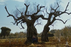 Xylella nella Bat, espiantati quattro ulivi infetti
