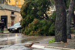Maltempo: strade allagate ed un grosso pino cade sull'asfalto in via della Pineta