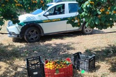 Sventato furto di albicocche ad Andria, da parte delle Guardie Campestri