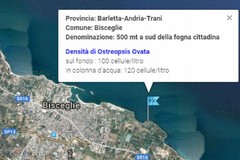 L'alga tossica ha fatto tappa a Bisceglie: 2^ quindicina di agosto da bollino rosso