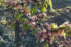 Gelate: ghiacciano vigne, ciliegi, mandorli, asparagi e agrumeti in Puglia