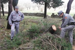 Taglio non autorizzato di alberi a Castel del Monte, denunciato un andriese