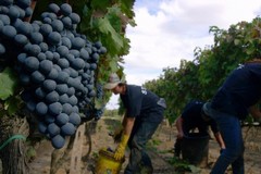 Crescono le vendite di vino pugliese all'estero