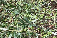 Maltempo: sulla Puglia danni tra il 20% e l'80% su oliveti e vigneti