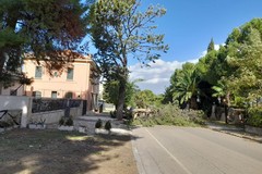 Vento forte: albero si schianta a Montegrosso sulla strada per Castel del Monte, rami caduti in zone della città