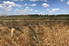 E' allarme siccità in Puglia con campi a secco: a rischio 1/3 Made in Italy a tavola