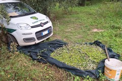 Sventato furto di olive ad opera delle Guardie Campestri di Andria in contrada Bottepiena