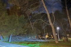 Caduto nella notte un altro albero nella pineta della Villa comunale
