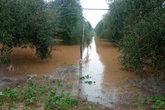 Maltempo ad Andria: campagne allagate e piccoli smottamenti. Sospesa la raccolta delle olive