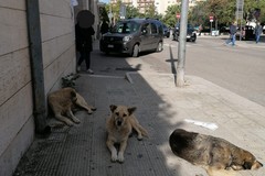 Cani in attesa davanti all'ingresso dell'ospedale "Bonomo" di un visitatore o di un ricoverato