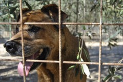 Veterinario gratis per chi adotta dai canili