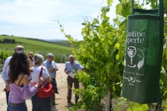 Cantine aperte, spazio all'olio extravergine di qualità