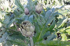 Agricoltura: sale il prezzo dei carciofi mentre i mercati sono invasi da produzioni estere