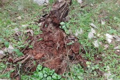 Bonifica bosco di Castel del Monte, Montepulciano: "Legname secco e danneggiato e, conservazione habitat forestale"