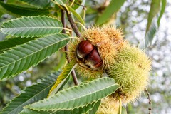 Castagne, Coldiretti Puglia: insetto killer azzera in Puglia frutto simbolo dell’autunno (-90%)