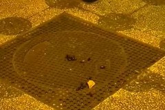 Presenza di blatte nei tombini: "urge un intervento immediato di Comune ed AQP"