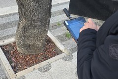 Verde urbano, avviato un censimento per il monitoraggio digitale