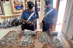 Carabinieri Andria arrestano ventenne: rinvenuta serra per coltivazione della marijuana
