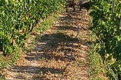 Online l'avviso per la ristrutturazione e la riconversione dei vigneti