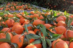 Clementine: bilancio amaro con crollo produzione (-50/60%) e prezzi bassi