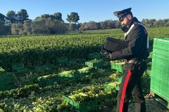 Controlli dei Carabinieri di Andria alle aziende agricole del territorio