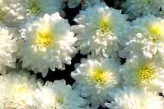 Commemorazione dei Defunti: 60mila crisantemi ai camposanti pugliesi