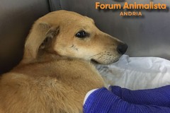 Ecco il cucciolo salvato ad Andria anche grazie ai cittadini volontari, la notizia è ancora più bella