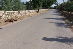 Prime macellazioni dei cinghiali presenti nel parco dell'alta Murgia: adesso di passa alla sua commercializzazione